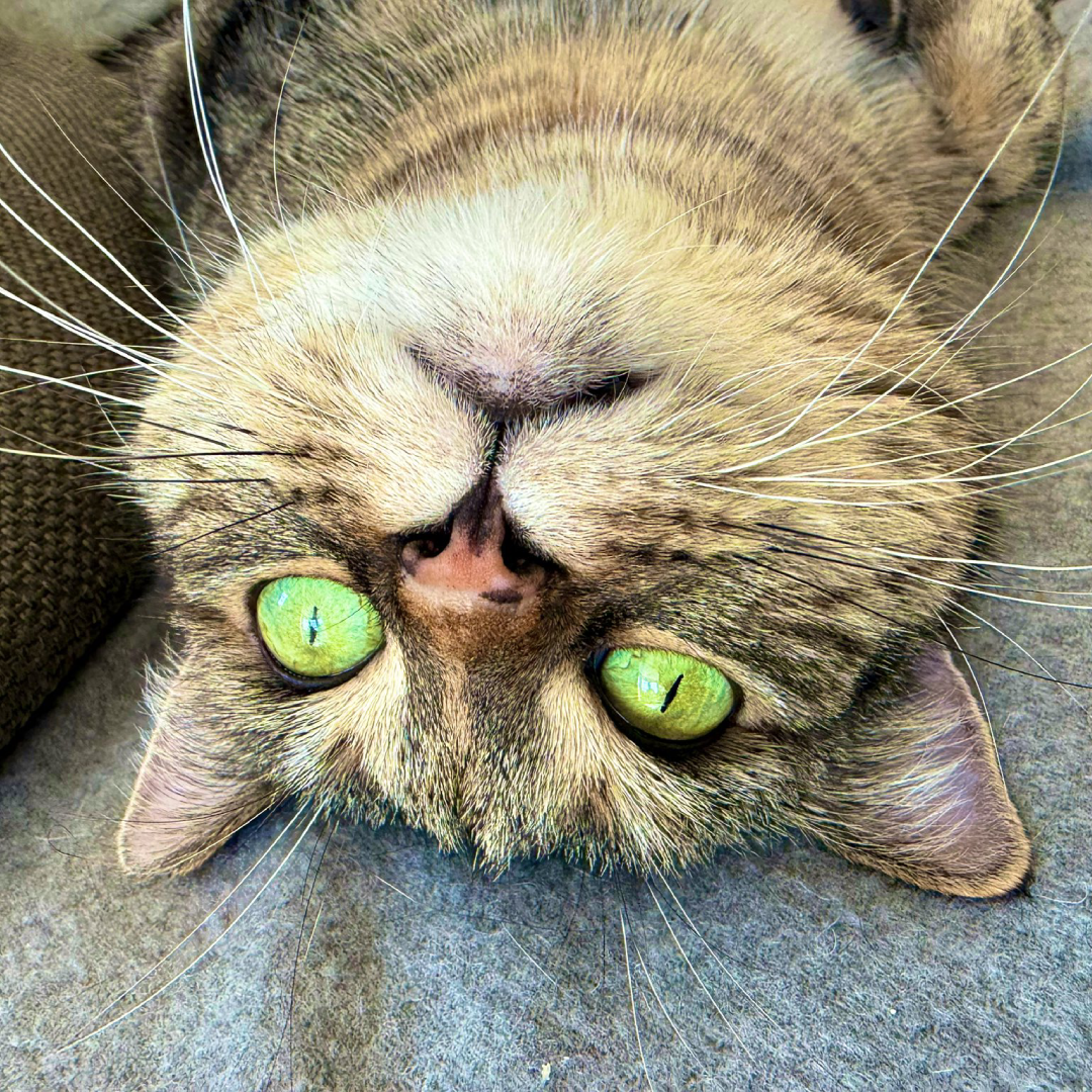 Random Cat